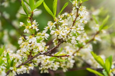 Beyaz çiçek açan elma ağaçları..