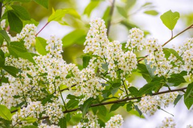 Beyaz çiçekler açan kuş kirazı..