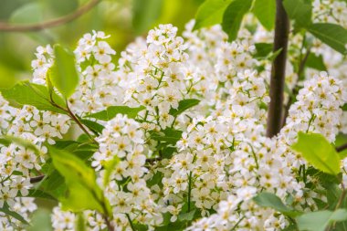 Kuş kirazı açan beyaz çiçekler. Çiçek açan kiraz ağacı. Beyaz Çiçekli Prunus Padus Ağacı 'nın yakın çekimi. Baharda çiçek açan tatlı kuş kiraz ağacı. İlkbahar konsepti.
