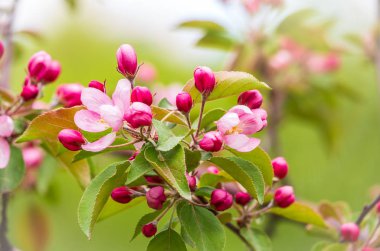 Gün batımında çiçek açan elma ağacının taze pembe çiçekleri. Armut dibine düşermiş. Pembe çiçekler, yakın plan..