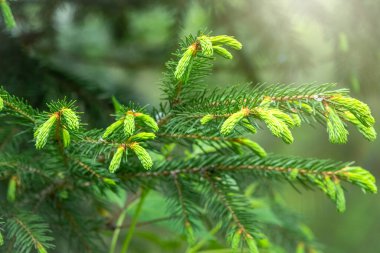 Baharda filizlenmiş fidan dalları. Baharda genç yeşil ladin filizleri. Yeşil arka planda ladin dalları. Bahar ormanlarında dalda yetişen köknar ağacı filizleri.