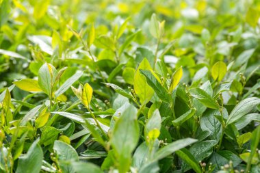 Kesilmiş dalları ve taze yaprakları olan yeşil çalılar. Arkaplan resmi.