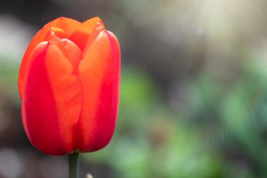 Gün batımında arka planı bulanık kırmızı lale. Açık arazinin sığ derinliğine sahip bahar çiçeği, doğal bahar arkaplanı..