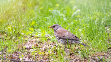 Fieldfare, Turdus pilaris, bulanık arka planlı yeşil bir çayırda.