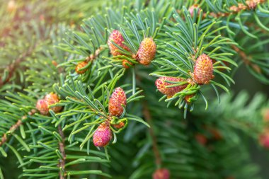 Baharda yeni kozalaklı yeşil ladin dalları. Genç kozalakların arka planına sahip yeşil gökyüzü.