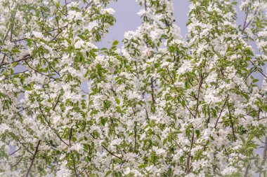 Mavi bulutlu gökyüzünde beyaz çiçekli elma ağacı dalları. Bulutlu bir bahar gününde çiçek açan elma ağacının kabarık dalları. Kopyalama alanı ile bahar arkaplanı