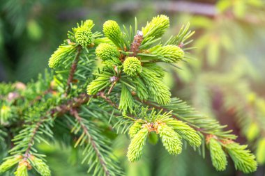 Baharda filizlenmiş fidan dalları. Baharda genç yeşil ladin filizleri. Yeşil arka planda ladin dalları. Bahar ormanlarında dalda yetişen köknar ağacı filizleri.