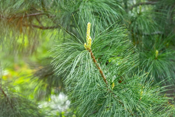 Шишки Цедра Довгими Пухнастими Голками Прекрасним Розмитим Фоном Pinus Sibirica — стокове фото