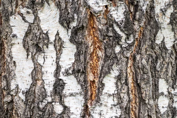 白樺の樹皮の食感 バーチ樹皮の背景 — ストック写真