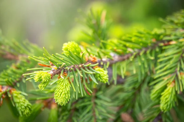 春に新鮮な芽を持つモミの枝 春には若い緑色のトウヒの芽 緑の背景に枝を発芽させます 春の森の枝に若い成長モミの木の芽 — ストック写真