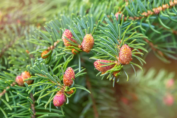 Groene Sparren Takken Het Voorjaar Met Nieuwe Kegels Geen Firanches Rechtenvrije Stockafbeeldingen