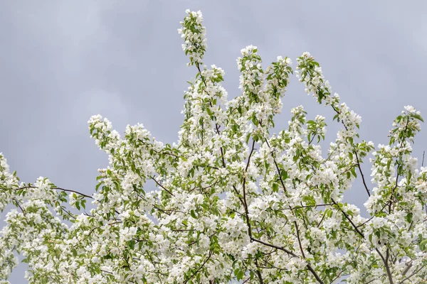 Jabloňové Větve Bílými Květy Pozadí Modré Oblačné Oblohy Nadýchané Větve — Stock fotografie