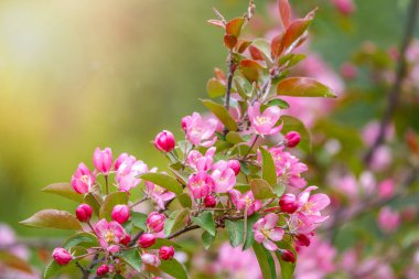 Gün batımında çiçek açan elma ağacının taze beyaz ve pembe çiçekleri. Armut dibine düşermiş. Pembe çiçekler, yakın plan. Doğal ilkbahar arkaplanı