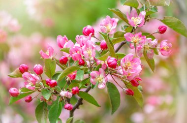 Gün batımında çiçek açan elma ağacının taze beyaz ve pembe çiçekleri. Armut dibine düşermiş. Pembe çiçekler, yakın plan. Doğal ilkbahar arkaplanı
