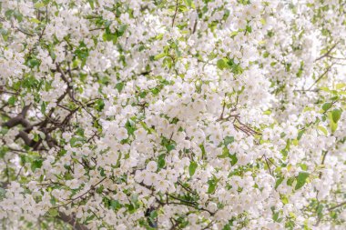 Beyaz çiçek açan elma ağaçları. Beyaz elma ağacı çiçekleri. Bahar mevsimi, bahar renkleri