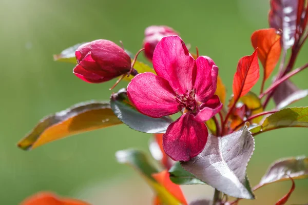 Gün Batımında Çiçek Açan Elma Ağacının Taze Pembe Kırmızı Çiçekleri — Stok fotoğraf