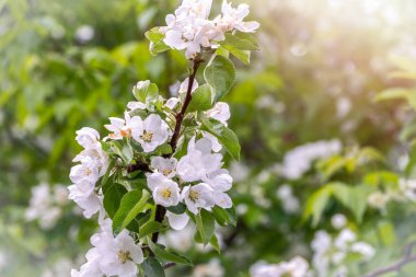 Gün batımında çiçek açan beyaz elma ağaçları. Bahar mevsimi, bahar renkleri