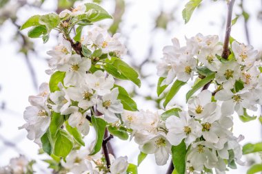 Gün batımında çiçek açan beyaz elma ağaçları. Bahar mevsimi, bahar renkleri