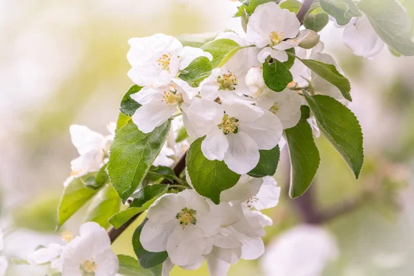 White Blossoming Apple Trees Sunset Light Spring Season Spring Colors — Stock Photo, Image