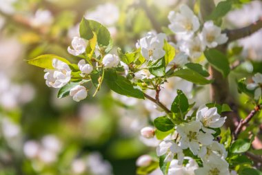 Gün batımında çiçek açan beyaz elma ağaçları. Bahar mevsimi, bahar renkleri