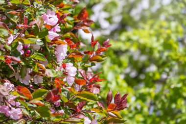 Çiçek açan bir elma ağacının mavi arka planlı taze pembe çiçekleri. Armut dibine düşermiş. Pembe çiçekler, yakın plan..