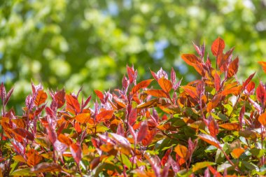 Kırmızı ve yeşil yapraklı çalıların dalları. Arkaplan resmi.