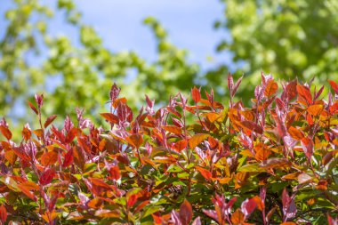 Beyaz çiçek açan elma ağaçları. Bahar mevsimi, bahar renkleri