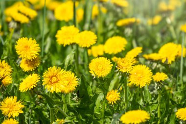 Sarı karahindiba tarlası. Yaz karahindiba tarlası