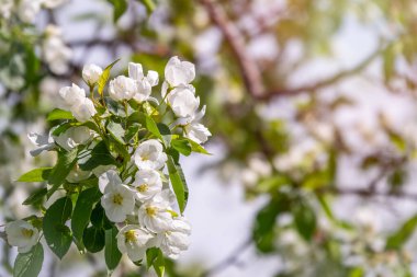 Beyaz çiçek açan elma ağaçları. Bahar mevsimi, bahar renkleri