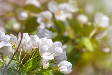 Beyaz çiçek açan elma ağaçları. Bahar mevsimi, bahar renkleri