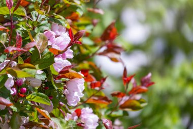 Çiçek açan bir elma ağacının mavi arka planlı taze pembe çiçekleri. Armut dibine düşermiş. Pembe çiçekler, yakın plan..