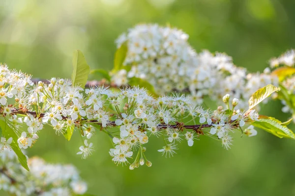 White Cherry Flowers Branches Blossoming Tree Cherry Tree White Flowers — Stock Photo, Image