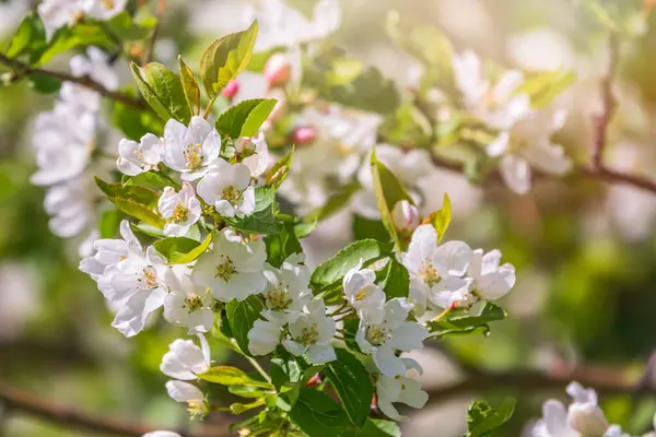 White Blossoming Apple Trees Sunset Light Spring Season Spring Colors — Stock Photo, Image