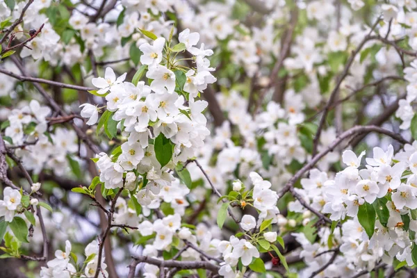 White Blossoming Apple Trees Spring Season Spring Colors — Stock Photo, Image