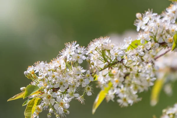 White Cherry Flowers Branches Blossoming Tree Cherry Tree White Flowers — Stock Photo, Image