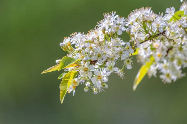 Vita Körsbärsblommor Grenarna Ett Blommande Träd Körsbärsträd Vita Blommor Suddig — Stockfoto