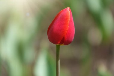Gün batımında arka planı bulanık kırmızı lale. Açık arazinin sığ derinliğine sahip bahar çiçeği, doğal bahar arkaplanı..
