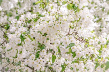 Beyaz çiçek açan elma ağaçları. Beyaz elma ağacı çiçekleri. Bahar mevsimi, bahar renkleri