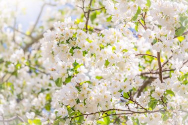 Beyaz çiçek açan elma ağaçları. Beyaz elma ağacı çiçekleri. Bahar mevsimi, bahar renkleri