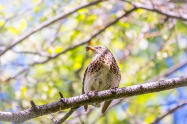 Fieldbird gagasında bir solucanla bir dala oturur. Fieldfare, Turdus pilaris. Gagasında kurtçuklar olan bir kuş. Yiyecek toplayan ebeveyn hayvanlara yakın çekim.