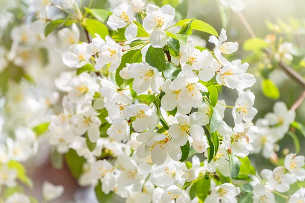 White Blossoming Apple Trees White Apple Tree Flowers Spring Season — Stock Photo, Image