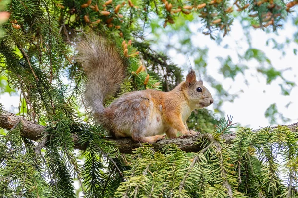 春天或秋天 松鼠坐在枞树枝头上 欧亚红松鼠 粗壮的科学龙 — 图库照片