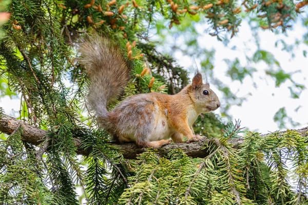 Esquilo Senta Abeto Ramos Primavera Outono Esquilo Vermelho Eurasiano Sciurus — Fotografia de Stock