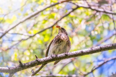 Fieldbird gagasında bir solucanla bir dala oturur. Fieldfare, Turdus pilaris. Gagasında kurtçuklar olan bir kuş. Yiyecek toplayan ebeveyn hayvanlara yakın çekim.