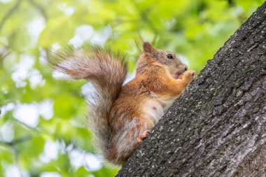 Fındıklı sincap baharda bir ağaç gövdesine oturur. Avrasya kızıl sincabı, Sciurus vulgaris