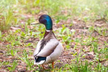 Bulanık bir arka planı olan bir ördek patilerinin üzerinde duruyor. Anas platyrhynchos, kadın