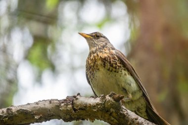 Fieldbird arka planı bulanık bir dalda oturuyor. Saha, Turdus Pilaris.