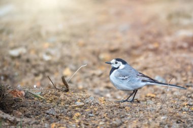Wagtail güzel bulanık bir arka planla yerde oturuyor. Sallanan kuyruk, Motacillidae familyasından bir kuş cinsidir..