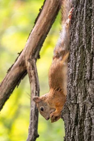 Scoiattolo Mangia Una Noce Mentre Seduto Testa Giù Tronco Albero — Foto Stock