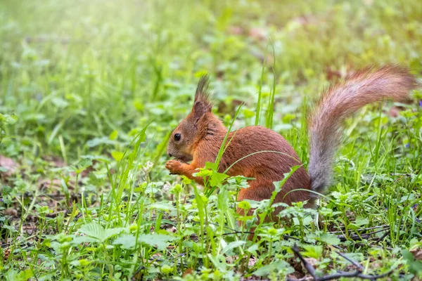 Esquilo Come Uma Noz Enquanto Sentado Grama Verde Esquilo Vermelho — Fotografia de Stock